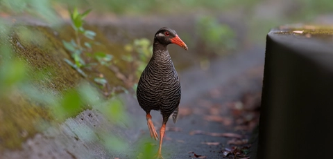 ヤンバルクイナ